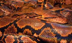 Konflik Manusia-Satwa Liar: Ular Piton Mangsa Petani di Sulawesi Tenggara